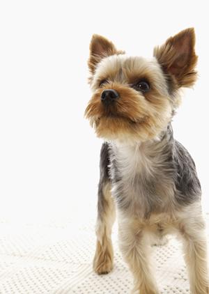 シロアリ駆除ならアサンテ｜即日対応や土日祝も受付、安心の実績と無料診断