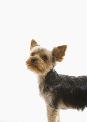 ミヌエットの子猫がいるペットショップ