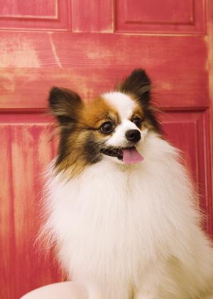 トリミングも行える杉並区の動物病院