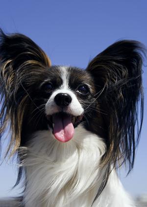 可愛らしいビションフリーゼについて