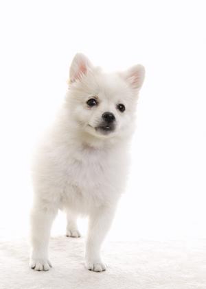 大阪のペット葬儀で火葬から供養まで