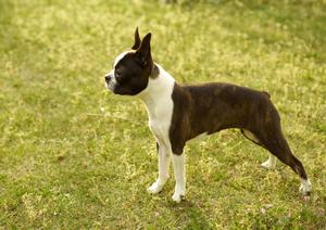 伊勢原で信頼できる動物病院を見つけるための徹底ガイド！健康診断から急病時の対応まで