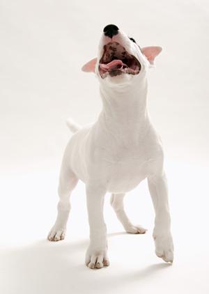 大阪でのペット引越しを成功させるための完全ガイド：安全な輸送手段とストレス軽減策