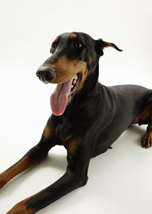 高度な治療を実施している京都の動物病院