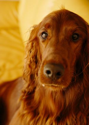 信頼できるウエスティーのブリーダー