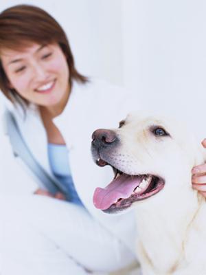 子犬販売をしている注目のショップ