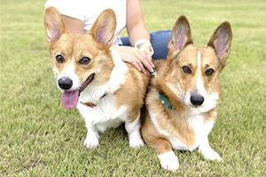 一度は必ず行ってみたいハリネズミカフェ