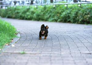 ホワイトテリアの購入ならここで決まり