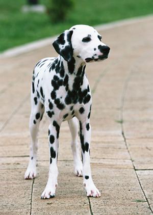 愛犬・愛猫のためのロイヤルカナン療法食ガイド：健康をサポートする最適な選び方