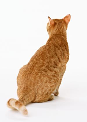 トイプードルブリーダーによる子犬販売