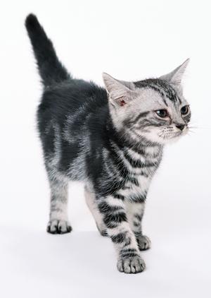 安心と信頼のシロアリ駆除ならアサンテ ? 即日対応、土日祝も受付中