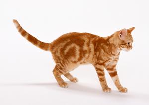 原宿にある小さな動物園に行ってみよう