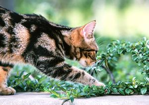 豆柴の子犬を販売しているブリーダー