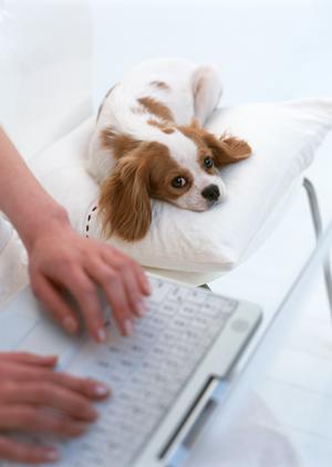 ヒルズでおすすめの犬に対する療法食