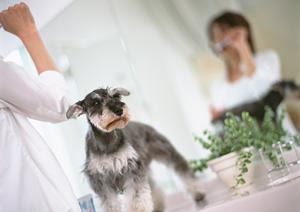 京都市の動物病院ならこちらです