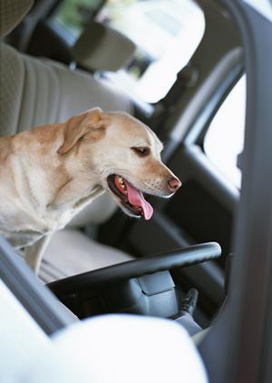 青山で楽しむ！ペット可のレストランで特別な食事体験を